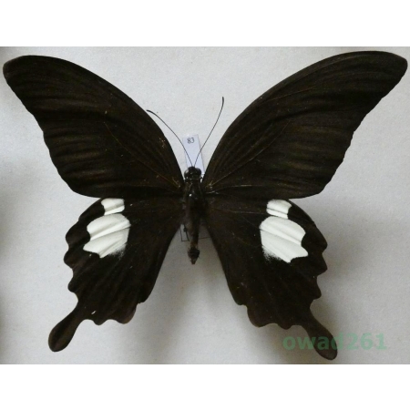 Papilio sataspes Felder & Felder, 1864 Indonesia, Sulawesi 105mm83